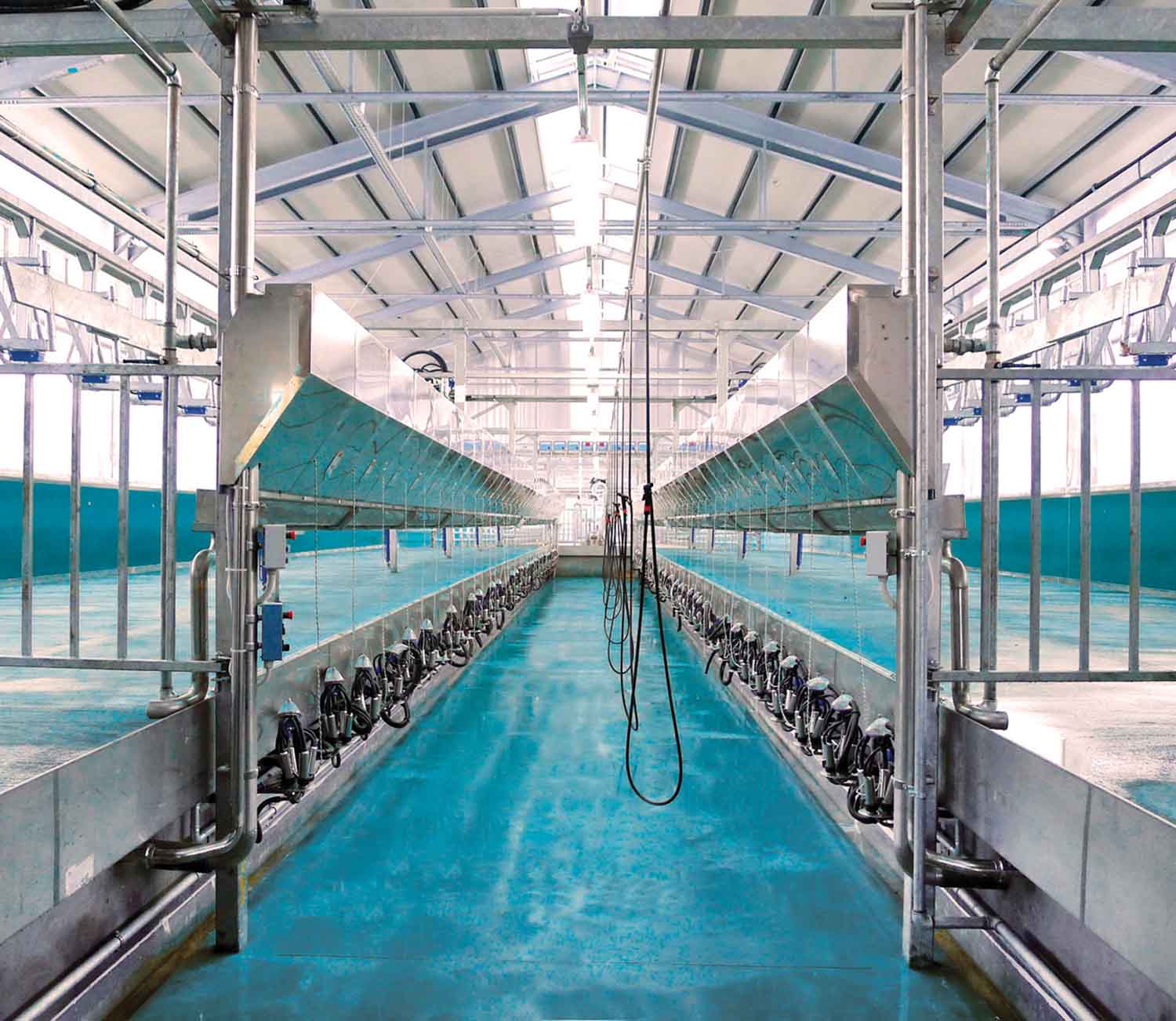 Parallel Cow PARALLEL MILKING PARLOUR – NAFATECH